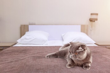 Cute domestic cat lying on bed and smiling.