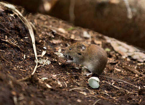 Close-up of wood mouse on dirt in forest