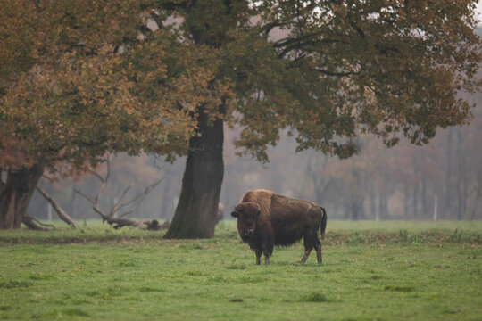 European bison&Ocirc;&oslash;&Omega;(Bison&Ocirc;&oslash;&Omega;bonasus)&Ocirc;&oslash;&Omega;in field