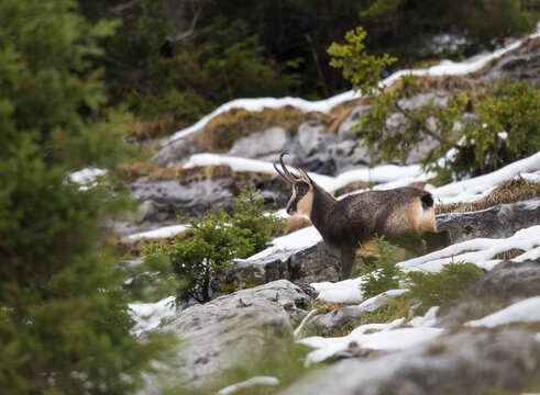 Single chamois (Rupicapra rupicapra) standing between mountain rocks