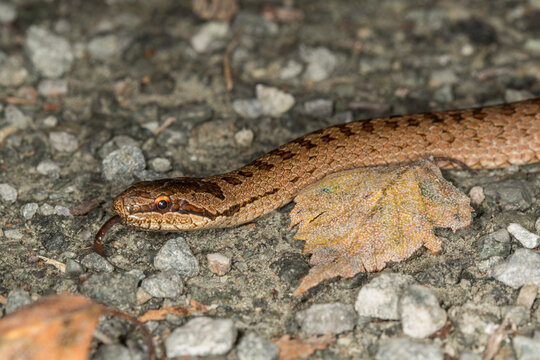 Common European adder (Vipera berus) slithering between rocks