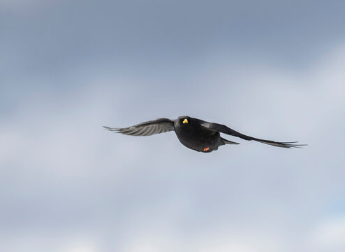 Alpine chough (Pyrrhocorax graculus) flying against cloudy sky