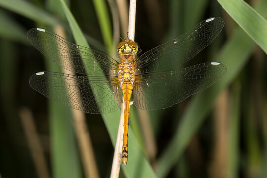 Above view of black darter (Sympetrum danae) dragonfly