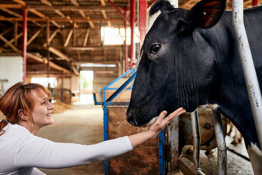 Smiling female farmer stroking black cow in dairy farm