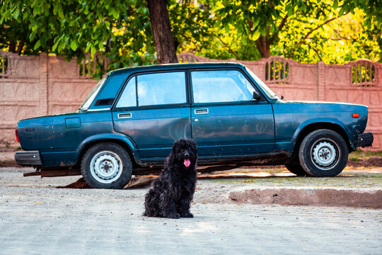 Georgia, Imereti, Kutaisi, Black dog sitting in front of vintage car