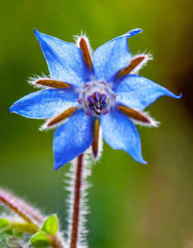Starflower&Ocirc;&oslash;&Omega;(Borago officinalis)&Ocirc;&oslash;&Omega;blooming in spring