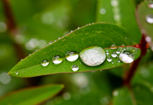 Raindrops on green leaf of Saint Johns wort (Hypericum perforatum)