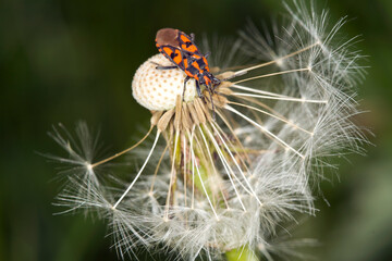 Germany, Close-up of firebug (Pyrrhocoris apterus) crawling on dandelion seed head