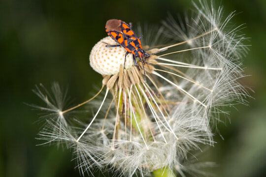 Germany, Close-up of firebug (Pyrrhocoris apterus) crawling on dandelion seed head