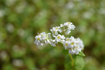 白い花 蕎麦畑