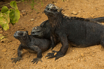 The marine iguana, sea iguana, saltwater iguana, or Galápagos marine iguana (Amblyrhynchus cristatus).