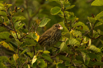 The medium ground finch (Geospiza fortis).