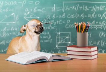 Cute puppy student with glasses on the background of a blackboard with books
