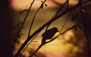 Silhouette of a sparrow on a tree branch at sunset © ChrisPaldino