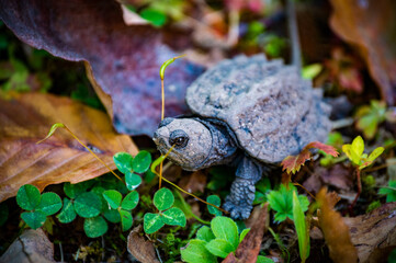 Baby snapping turtle hiding in the grass