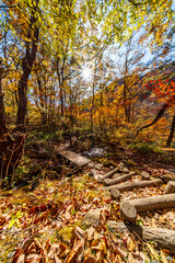 【栃木県】紅葉時期の龍王峡