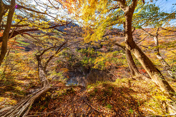 【栃木県】紅葉時期の龍王峡