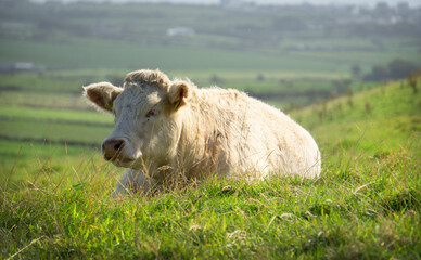Naklejka na ściany i meble A furry white cow laying in a hilly field at the Cliffs of Moher in Ireland. 