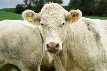 A furry cream colored cows posing for the camera in Ireland.
