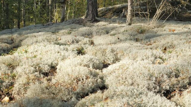 The top of the reindeer moss in the forest ground in Espoo Finland with lots of trees surrounding the area.geology shot.4k