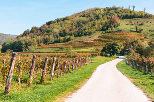 Slovenia,&Ocirc;&oslash;&Omega;Ljubljana, Empty dirt road along countryside vineyard