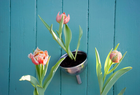Easter decoration, flower decoration, tulips in funnel