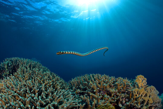 Yellow-lipped sea krait