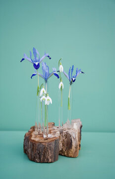 Easter decoration, tree pit and glass tubes with iris and snowdrop