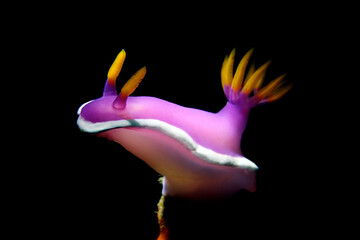 Hypselodoris bullockii , sea slug