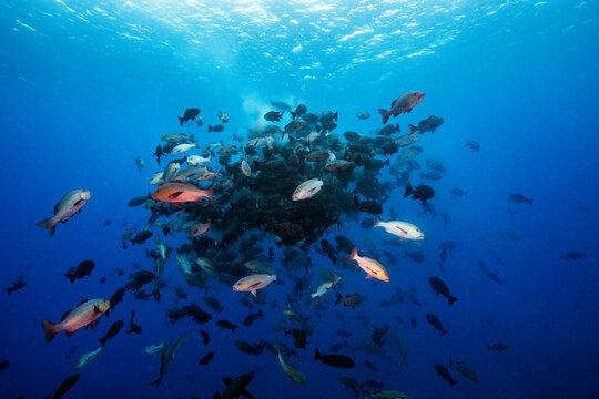 Palau, Shark City, Red snapper spawning