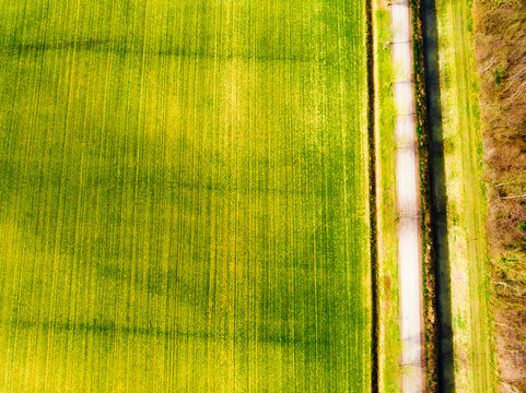 Italy,&Ocirc;&oslash;&Omega;Friuli&Ocirc;&oslash;&Omega;Venezia&Ocirc;&oslash;&Omega;Giulia, Marano, Aerial view of country road stretching along green field