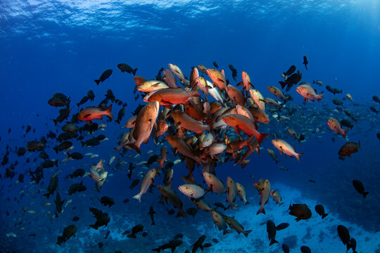 Palau, Shark City, Red snapper spawning