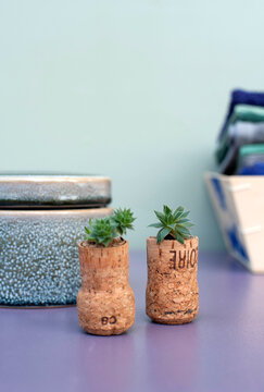 Germany, Studio shot of small succulents in corks