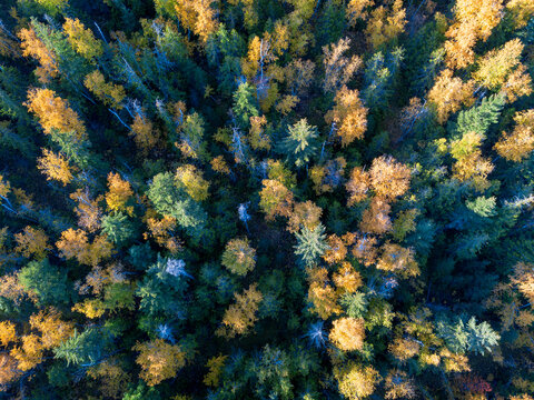 Canada, British Columbia, Indian Summer, forest from above