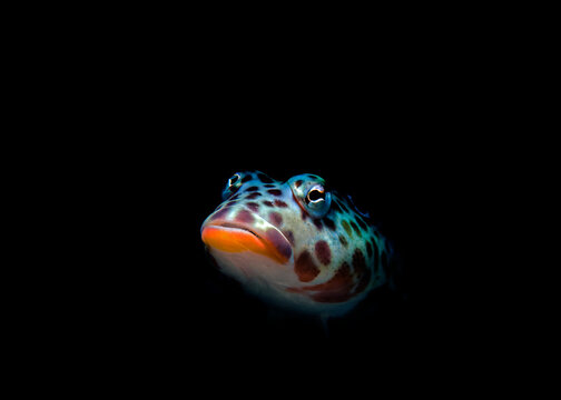 Latticed sandperch, close up