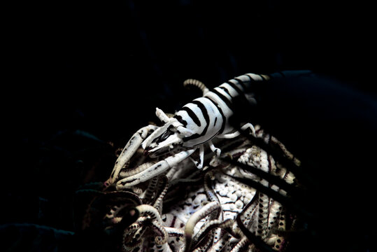 Crinoid Shrimp, Hippolyte catagrapha
