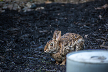 Bunny Rabbit