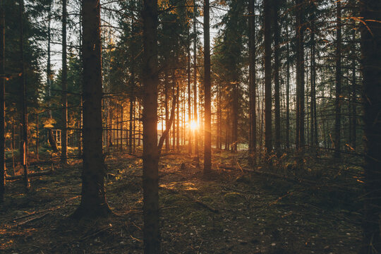 Sunset in the woods of Sodermanland, Nykoping, Sweden