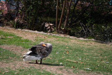 Pato silvestre moviendo el cuello