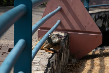 Iguana verde tomando sol en el parque forestal