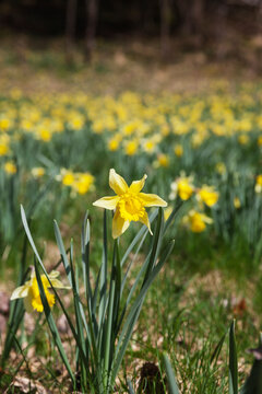 Germany, North Rhine-Westphalia, High Fens Eifel Nature Park, daffodils in spring