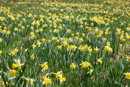Germany, North Rhine-Westphalia, High Fens Eifel Nature Park, daffodils in spring