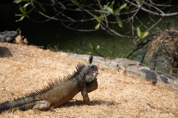 Iguana tomando sol en el parque forestal