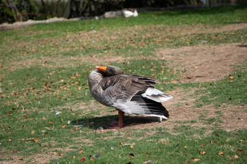 Pato silvestre en el parque forestal