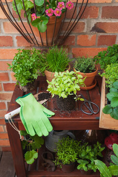 Various potted spice plants on terrace