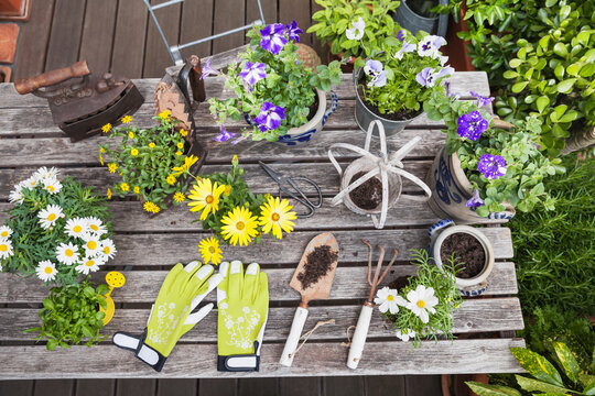 Different summer flowers and gardening tools on garden table