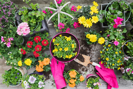 Colorful freshly potted summer flowers