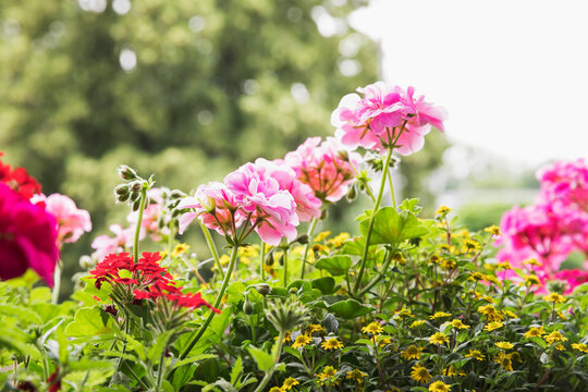 Pelargoniums, verbena and Mexican creeping zinnia&Ocirc;&oslash;&Omega;(Sanvitalia&Ocirc;&oslash;&Omega;procumbens)&Ocirc;&oslash;&Omega;blooming in summer