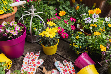 Colorful freshly potted summer flowers