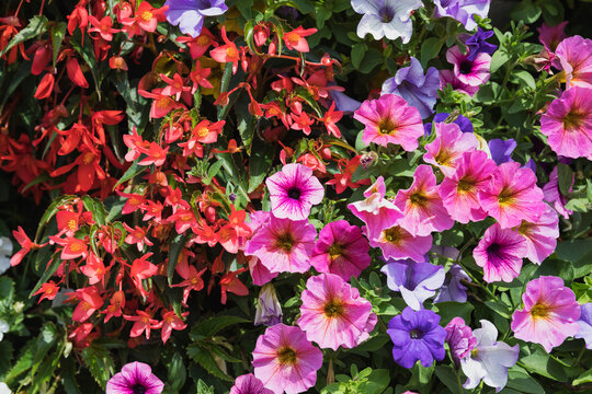 Close-up of petunia and begonia flowers blooming in spring